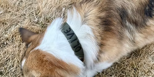 DIY Leather Dog Collar Workshop at Ember and Stitch