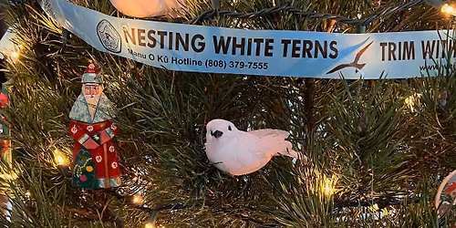 Downtown Honolulu White Tern Walk