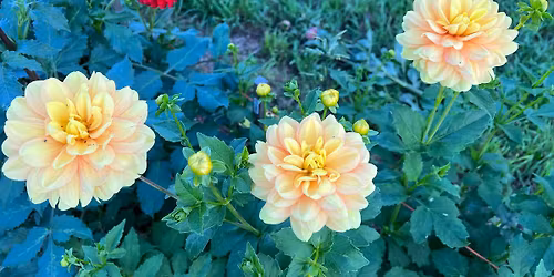 Tebbs Greenhouse - with Robin Tebbs