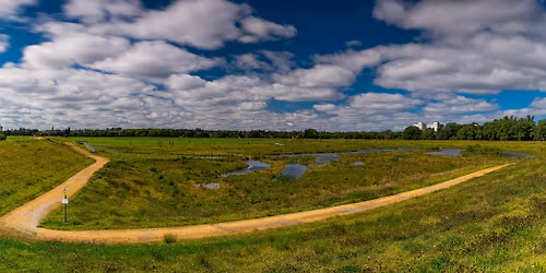 Kersal Wetlands Wildflowers with Dave Winnard