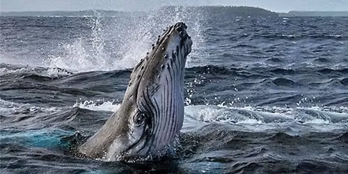 National Geographic Secrets of the Whales in Concert