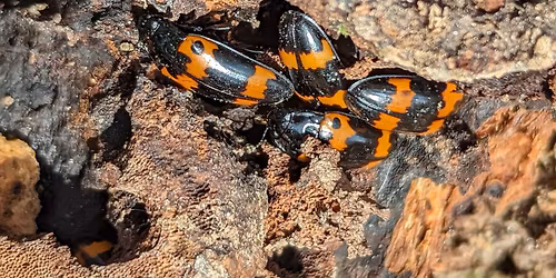 Beetles Like It Spicy