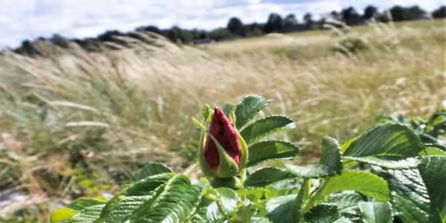 Ugekursus: Vores og jordklodens bevidsthedsliv \u2013 f\u00f8rste uge