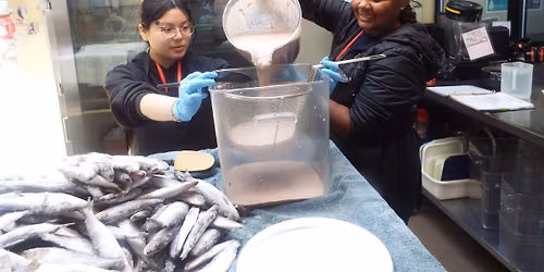 Stewardship Sunday: Experiencing Fish Kitchen