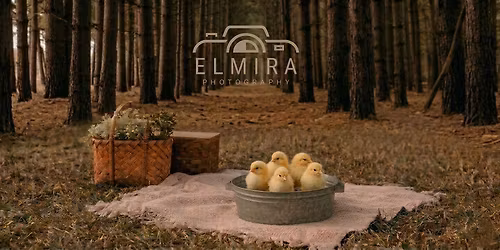 Spring Minis & Chicks \u2728