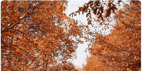 perry o & friends @ tuning fork 11\/16