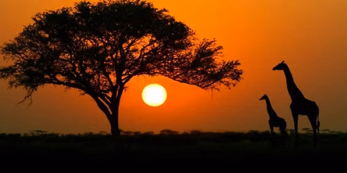 East Africa Safari