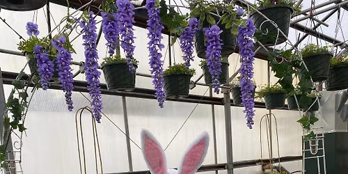 Annual Easter Event - Blais Flower Shop & Cruzin Slice PIZZA