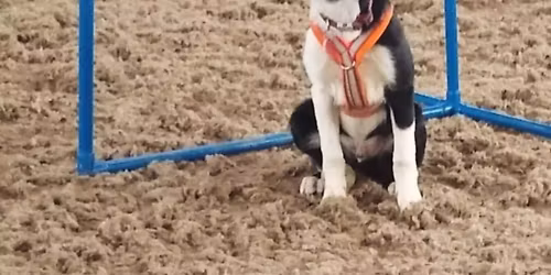 Canine hoopers UK classes 