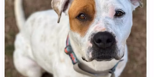 Coffee with the Pups 