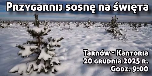 Przygarnij sosn\u0119 na \u015bwi\u0119ta - Tarn\u00f3w