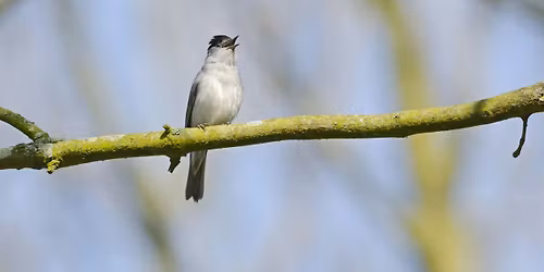 Dawn Chorus Walk at Mere Sands Wood