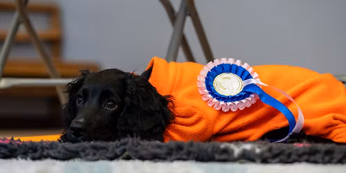 Puppy School Course - \u00a3120.00 plus \u00a32 booking fee