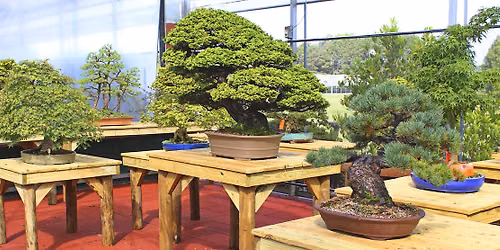 Bonsai Q & A