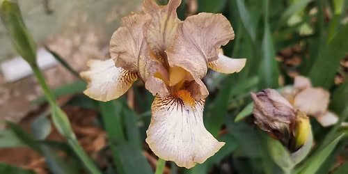 Annual Iris Sale at the Fall Festival