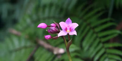 Writing the French Caribbean: an Introduction