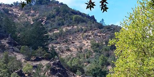 Park Rx—Forest Bathing Walks 2026