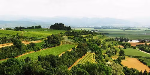 Tuniberg Wein trifft Plaza Culinaria Freiburg 