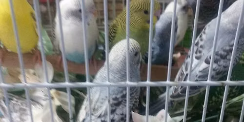 Lawrence Bird Fair AKA Kansas Cage Bird Expo And All Pet Fair