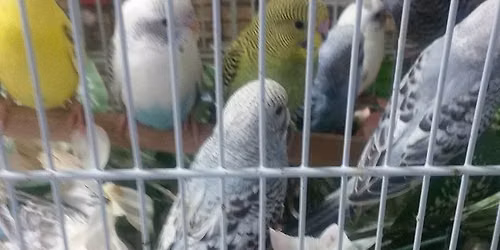 Lawrence Bird Fair AKA Kansas Cage Bird Expo And All Pet Fair 