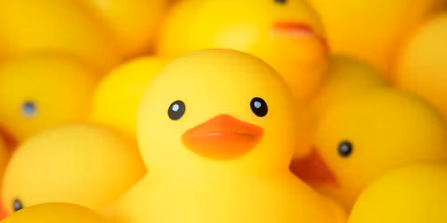 Cabin Duck Exchange!\ud83d\udc25