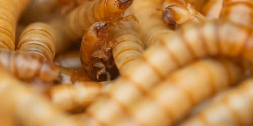 "Mehlw\u00fcrmer f\u00fcr die Fischzucht" - Vortrag von Mona-Lisa Egger-Richter