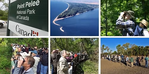 3-Day Point Pelee Birding Migration Festival & Nature Tour