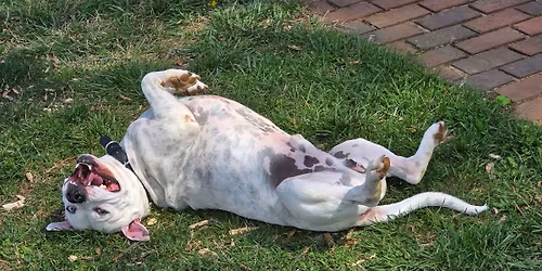 Red, White and Woof\ud83d\udc3e