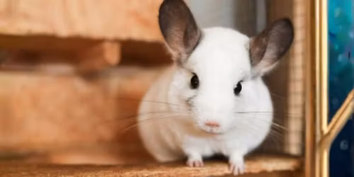 Visit from The Creature Teacher