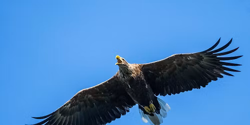 Rovf\u00e5glar p\u00e5 Rydasl\u00e4tten (2)