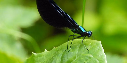 Hitchcock Woods Foundation Field Program - Insect Hike