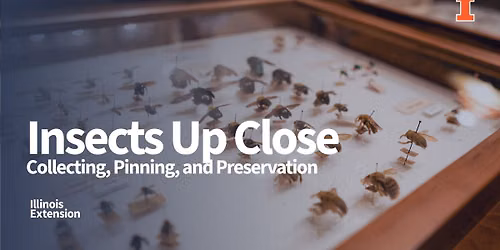 Insects Up Close: Collecting, Pinning, and Preservation