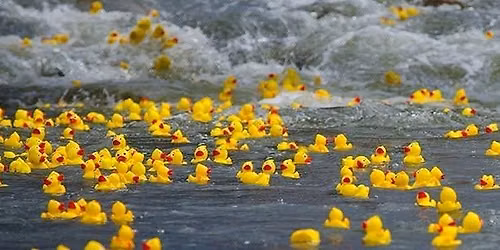 Ducks for Bucks Whitewater Race