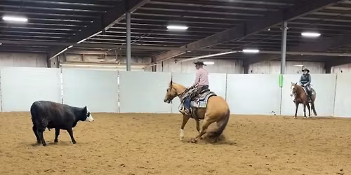Cattle Practice Open Arena\/Penning