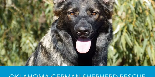 Tulsa Adoption event at Fetch Social Club