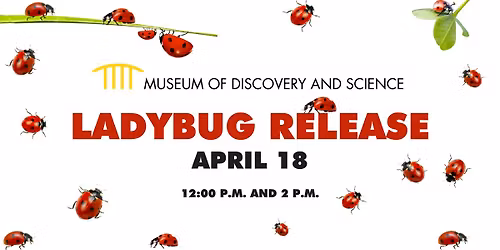Ladybug Release