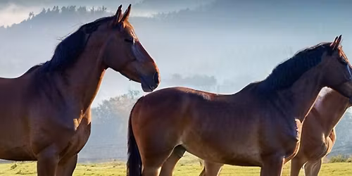 SPRING IS COMING (LETS GO RIDING IN THE SMOKEY MOUNTAINS)