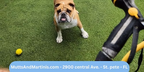 \ud83d\udc36\ud83d\udcaa Bulldogs Meet Up at Mutts & Martinis!