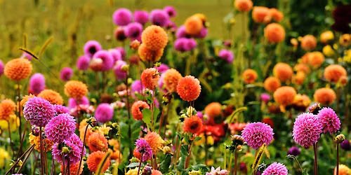 Reuse in Bloom: A Fall Floral Workshop