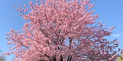 BLOSSOMING DANCEPARTY