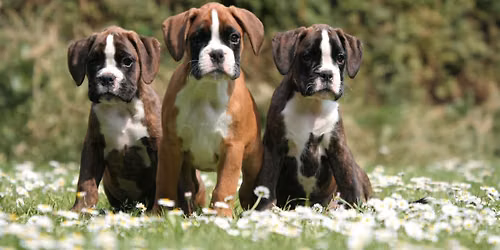Puppy Training Class - Group up to 6