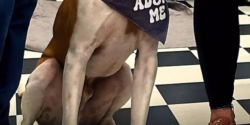 Pet Supplies Plus- Adoption Event