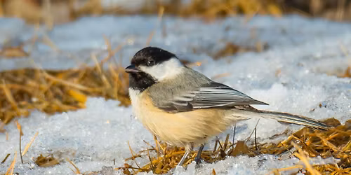 ASO Christmas Bird Count