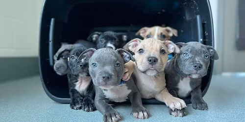 Pet Food Pantry Pop-Up in Salem, MA