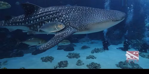 Diving the Georgia Aquarium