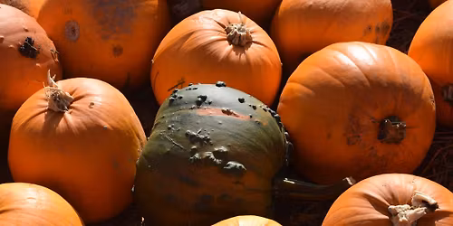 \ud83d\udce2PYO Pumpkin and New Halloween Trail 2025