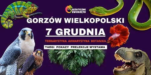 GORZ\u00d3W WIELKOPOLSKI 7 GRUDNIA Egzotyczne Zwierz\u0119ta TERRARYSTYKA AKWARYSTYKA i wiele wi\u0119cej