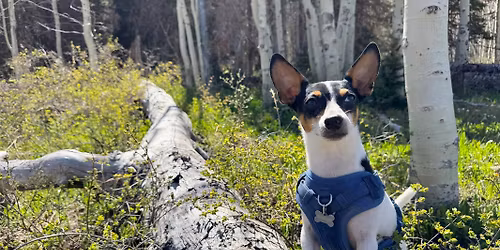 Tails on Trails - Dog Training