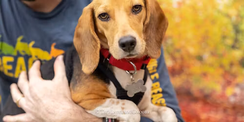 Triangle Beagle Rescue Adopt a thon at Rosecomb in Cary