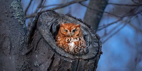 Owl Moon: An Evening Adventure